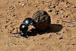 The flightless dung beetle occupies an ecological niche: exploiting animal droppings as a food source.