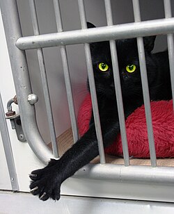 A black cat waiting to be adopted. Because of the superstitions surrounding black cats, they are disproportionately more common in shelters than in the general population and less likely to be adopted than are cats of other colors.