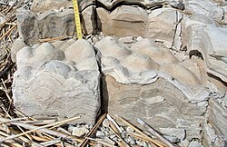 Fossilized stromatolites, about 425 million years old, in the Soeginina Beds (Paadla Formation, Ludlow, Silurian) near Kübassaare, Estonia