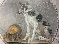 Ptolemaic mosaic of a dog and askos wine vessel from Hellenistic Egypt, dated 200–150 BC, Greco-Roman Museum of Alexandria, Egypt