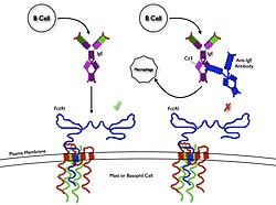 Anti-allergy immunotherapy