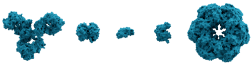 Molecular surface of several proteins showing their comparative sizes. From left to right are: immunoglobulin G (IgG, an antibody), hemoglobin, insulin (a hormone), adenylate kinase (an enzyme), and glutamine synthetase (an enzyme).