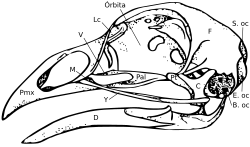 The typical cranial anatomy of a bird. Pmx= premaxilla, M= maxilla, D= dentary, V= vomer, Pal= palatine, Pt= Pterygoid, Lc= Lacrimal