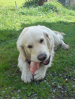 A Golden Retriever gnawing on a pig's foot bone
