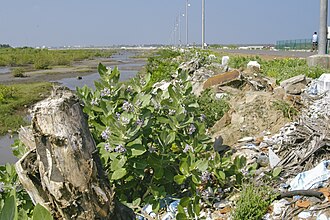 Tree stumps and debris remain on Karaikal beach several years after the 2004 tsunami