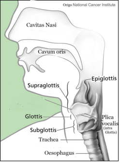 Larynx and nearby structures Cavitas nasi: Nasal cavity Cavis orum: oral cavityGlottis: LarynxPlica vocalis: Vocal cordsTrachea Oesophagus: Esophagus