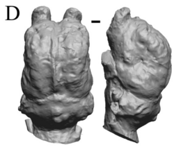 Digital endocast of the cranial cavity of Mylodon (LACM 157696).