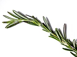 Rosemary leaves