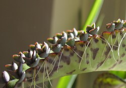 Kalanchoe daigremontiana produces plantlets along the margins of its leaves. When they are mature enough, they drop off and root in any suitable soil beneath.
