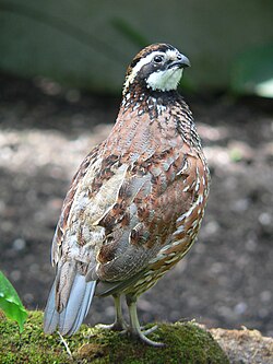 Bobwhite quail, an important North American gamebird