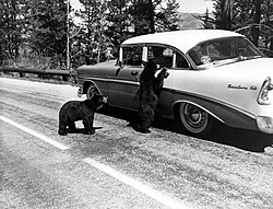 1958 photo of human-habituated bears seeking food from visitors
