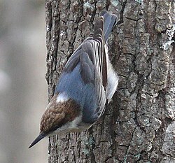 Brown-headed nuthatch (Sitta pusilla), nuthatches can climb downwards head-first