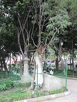 Arbol de los colgados in the Jardin Principal