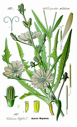 Botanical illustration (1885)