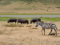 Hippos and zebra