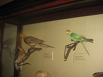 Taxidermied extinct birds, two passenger pigeons (left) & a Carolina parakeet (right), on display at the National Museum of Natural History