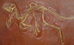 Cast of the type specimen of Heterodontosaurus tucki. Left tarsometatarsus is clearly visible.