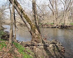 American sycamore in typical habitat along a riverbank