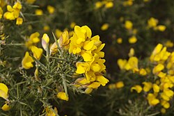 Furze (Ulex europaeus)