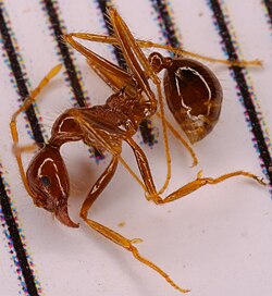 A. longiceps