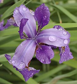 Close-up of flower with water droplets