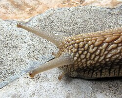 The upper pair of tentacles on the head of Helix pomatia have eye spots, but the main sensory organs of the snail are sensory receptors for olfaction, situated in the epithelium of the tentacles.