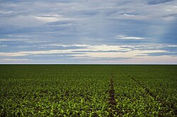 Soybean plantation in Mato Grosso. In 2020, Brazil was the world's largest producer, with 130 million tons. Latin America produces half of the world's soybeans.