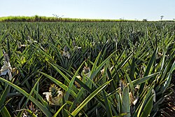 Pineapple in Bahia
