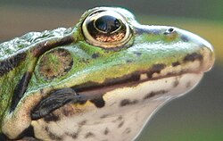 Close-up of frog's head showing eye, nostril, mouth, and tympanum