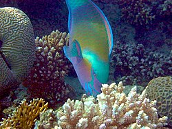 Parrotfish
