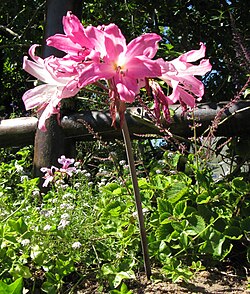 Amaryllis belladonna in flower, an example of a leafless scape emerging directly from the underground bulb before the seasonal leaves