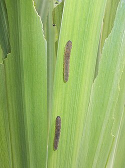 Caterpillar-like larvae of Iris sawfly on yellow flag, showing damage to host plant