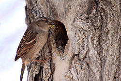 Female bringing food for young in a nest made in a tree hole in California