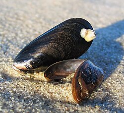 The blue mussel was named Mytilus edulis in 1758.