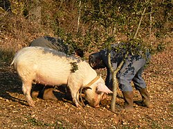 A trained pig using its sensitive nose to assist the search for wild truffles in France