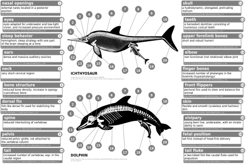 Dolphins and ichthyosaurs converged on many adaptations for fast swimming.