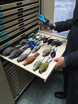 A collection of bird skins, belonging to the family Cotingidae