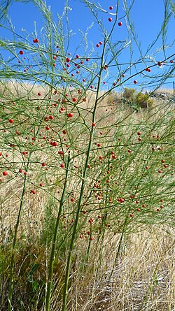 Adult plant with fruits