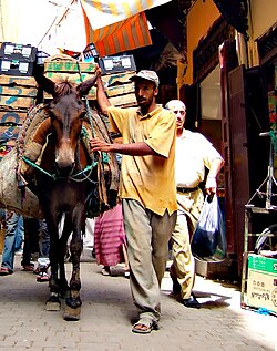 Mule moving goods around in the car-free Medina quarter, Fes, Morocco