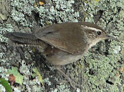 Bewick's wren (Thryomanes bewickii)