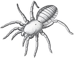 Idmonarachne, an arachnid that is related to spiders