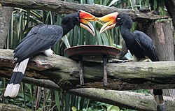 The rhinoceros hornbill.