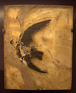 Scaniacypselus fossil