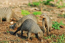 Banded mongoose females regularly mate with their fathers and brothers.[48]