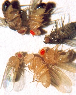 D. melanogaster multiple mutants (clockwise from top): brown eyes and black cuticle (2 mutations), cinnabar eyes and wildtype cuticle (1 mutation), sepia eyes and ebony cuticle, vermilion eyes and yellow cuticle, white eyes and yellow cuticle, wildtype eyes and yellow cuticle