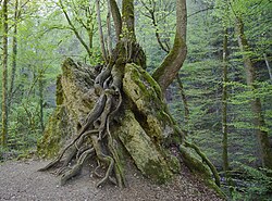 Large, mature tree roots above the soil