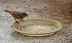 A female house sparrow feeding on rice grains