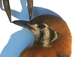 A bird's culmen is measured in a straight line from the tip of the beak to a set point—here, where the feathering starts on the bird's forehead.[27]