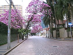 Ipê in Campinas.