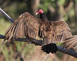 The turkey vulture was named Vultur aura in 1758
